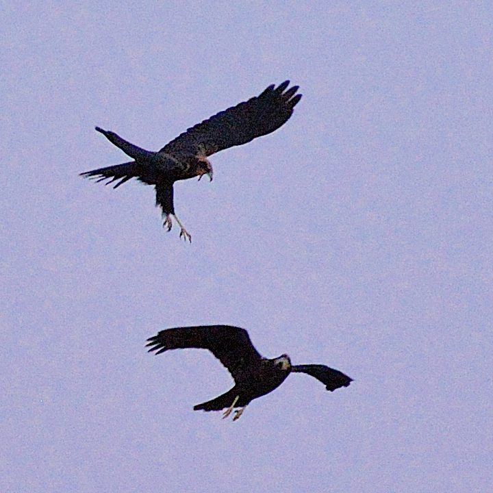 Busards des roseaux juvéniles (Circus aeruginosus) se chamaillant, Réserve naturelle de Mont-Bernanchon, Hauts de France.